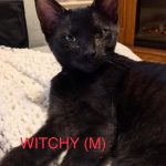 Image of Witchy