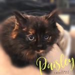Image of Paisley