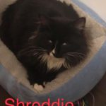 Image of Shreddie