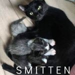 Image of Smitten