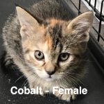 Image of Cobalt