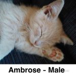 Image of Ambrose