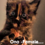 Image of Ono