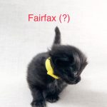 Image of Fairfax