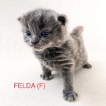 Image of Felda