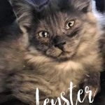 Image of Leyster