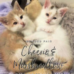 Image of Cheerio & Marshmallow
