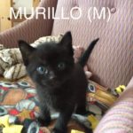 Image of Murillo (Reserved)