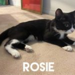 Image of Rosie