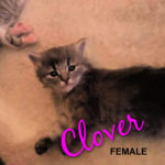 Image of Clover (Reserved)
