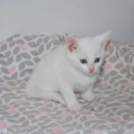 Image of Opal (reserved)