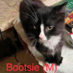 Image of Bootsie (reserved)