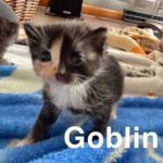 Image of Goblin (reserved)