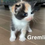 Image of Gremlin (reserved)