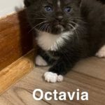Image of Octavia (reserved)