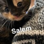 Image of Salem (reserved)