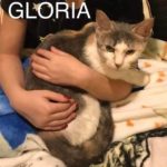Image of Gloria (reserved)