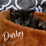 Image of Darby (reserved)