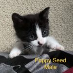 Image of Poppy Seed (reserved)