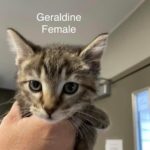 Image of Geraldine