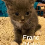 Image of Franc (reserved)