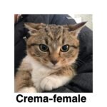 Image of Crema