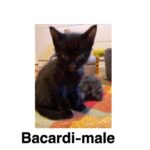 Image of Bacardi (reserved)