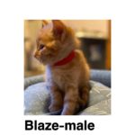 Image of Blaze (reserved)