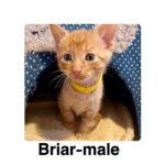 Image of Briar (reserved)