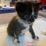Image of Donal (reserved)