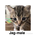 Image of Jag