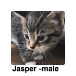 Image of Jasper