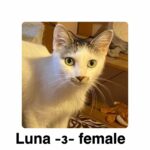 Image of Luna3 (reserved)