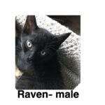 Image of Raven (reserved)
