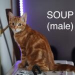 Image of Soup (reserved)