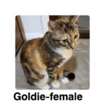 Image of Goldie