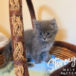 Image of Stormy (reserved)