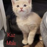 Image of Kaz (reserved)