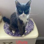 Image of Uhura