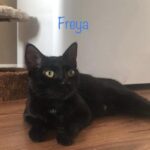 Image of Freya