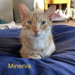 Image of Minerva