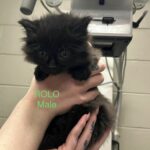 Image of Rolo (reserved)