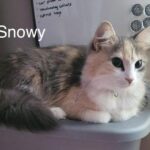 Image of Snowy