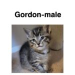 Image of Gordon (reserved)
