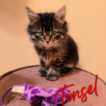Image of Tinsel (reserved)