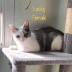 Image of Lucky