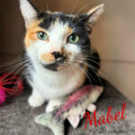 Image of Mabel