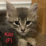 Image of Kilo