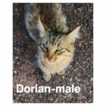Image of Dorion
