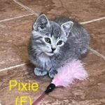 Image of Pixie